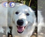 Small Great Pyrenees