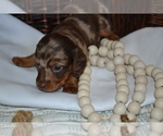 Puppy Sugar Dachshund