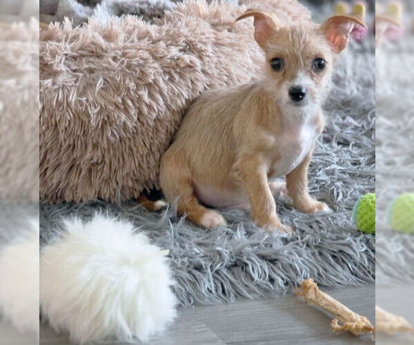 Medium Photo #4 Chihuahua-Unknown Mix Puppy For Sale in Chino Hills, CA, USA