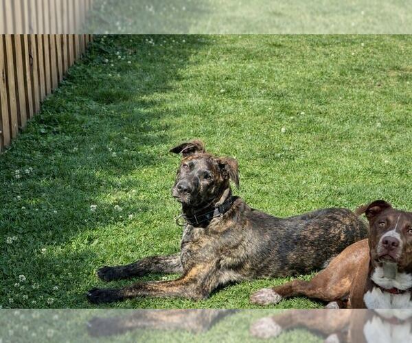 Medium Photo #21 Labrador Retriever-Unknown Mix Puppy For Sale in Silver Spring, MD, USA