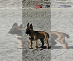 Small #2 Belgian Malinois
