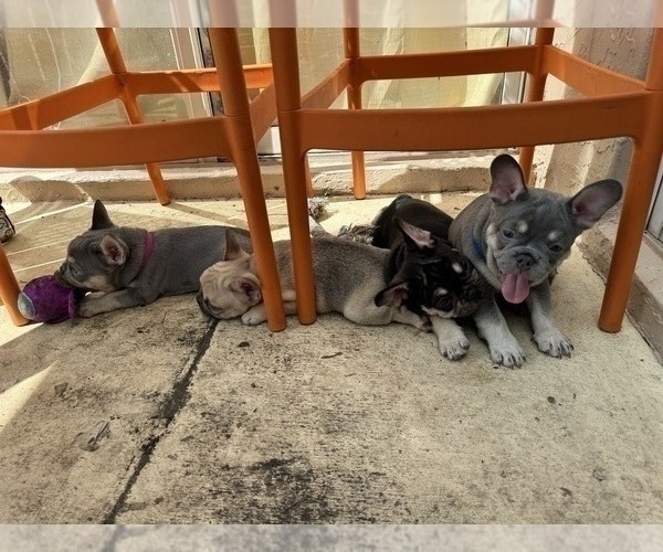 Medium Photo #2 French Bulldog Puppy For Sale in FORT LAUDERDALE, FL, USA