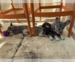 Small #1 French Bulldog