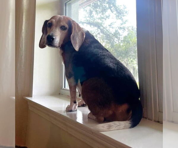 Medium Photo #11 Beagle Puppy For Sale in Dunnellon, FL, USA