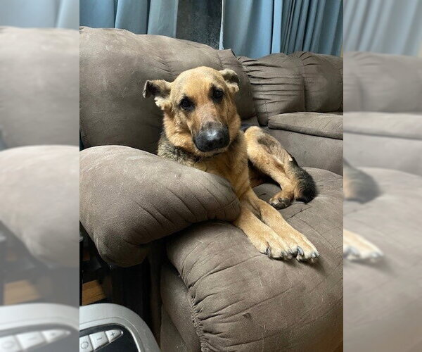 Medium Photo #3 German Shepherd Dog Puppy For Sale in Kansas City, MO, USA