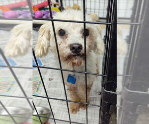Poodle (Miniature)-Unknown Mix Dogs for adoption in Mukwonago, WI, USA