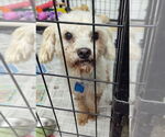 Small Poodle (Miniature) Mix