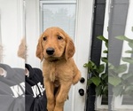Puppy 1 Golden Retriever