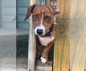 Dachshund-Unknown Mix Dogs for adoption in Mount Laurel, NJ, USA
