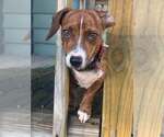 Candy - Female Dachshund-Unknown Mix Dog for Adoption - Small photo
