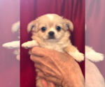 Puppy Gaston Chihuahua