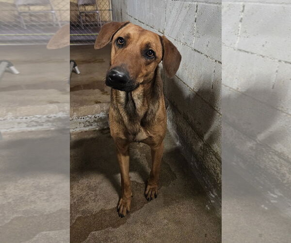 Medium Photo #3 Greyhound-Unknown Mix Puppy For Sale in El Centro, CA, USA
