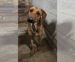 Small #2 Greyhound Mix