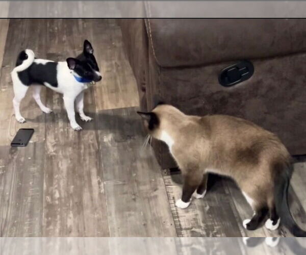 Medium Photo #2 Chihuahua-Unknown Mix Puppy For Sale in HOUSTON, TX, USA