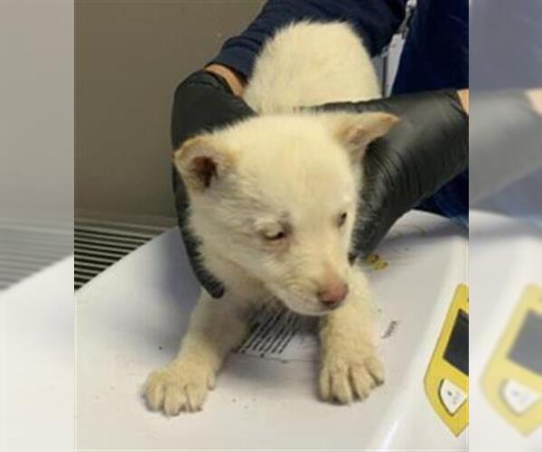 Medium Photo #1 Siberian Husky-Unknown Mix Puppy For Sale in Visalia, CA, USA