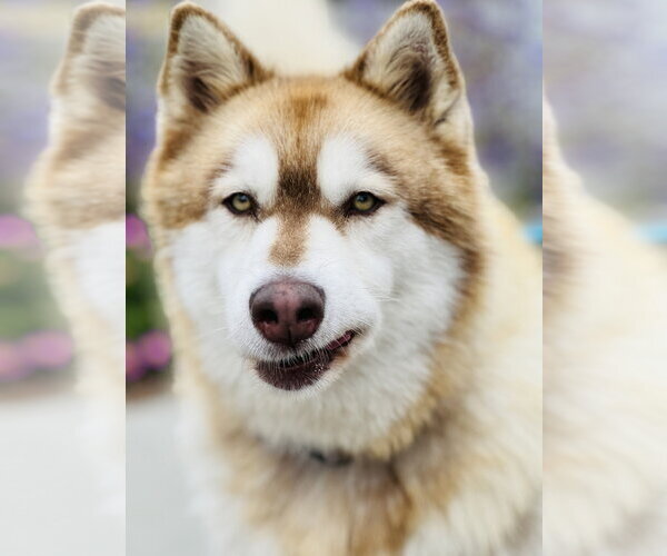 Medium Photo #3 Alaskan Malamute Puppy For Sale in Salinas, CA, USA