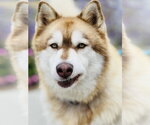 Small #2 Alaskan Malamute