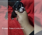 Small Photo #18 English Bulldog Puppy For Sale in COLUMBUS, OH, USA
