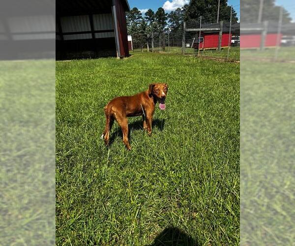 Medium Photo #1 Labrador Retriever-Unknown Mix Puppy For Sale in Grovetown, GA, USA