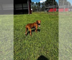 Labrador Retriever-Unknown Mix Dogs for adoption in Grovetown, GA, USA