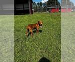 Small Labrador Retriever Mix