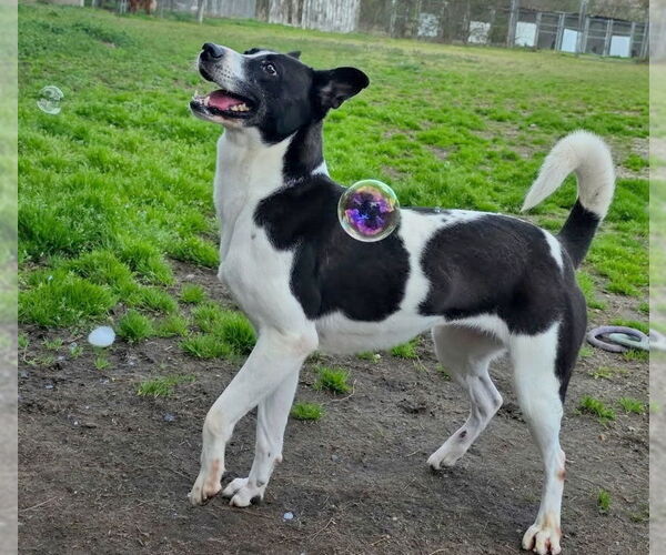 Medium Photo #3 Canaan Dog-Pointer Mix Puppy For Sale in Anniston, AL, USA