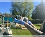Small #23 French Bulldog