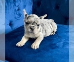 Small #35 French Bulldog