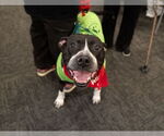 Small #16 American Staffordshire Terrier Mix