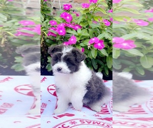 Pom-A-Poo Puppy for sale in HOUSTON, TX, USA