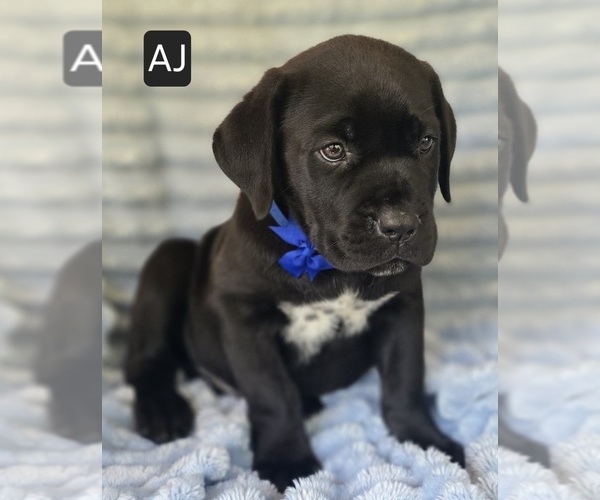 Medium Photo #8 Cane Corso Puppy For Sale in MINERAL WELLS, WV, USA