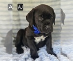 Small #7 Cane Corso