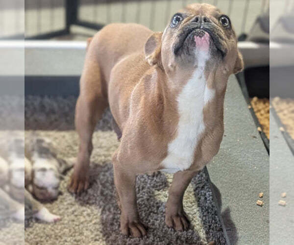 Medium Photo #1 French Bulldog Puppy For Sale in GOSHEN, IN, USA