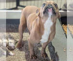 Small Photo #1 French Bulldog Puppy For Sale in GOSHEN, IN, USA