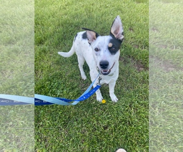 Medium Photo #2 Mutt Puppy For Sale in Pottstown, PA, USA
