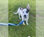 Small #1 Mutt