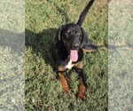 Luke ~ meet me! - Male Labrottie Dog for Adoption - Small photo