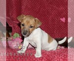 Small #4 Jack Russell Terrier