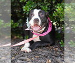 Small Photo #1 American Staffordshire Terrier-Boxer Mix Puppy For Sale in Holly Springs, NC, USA