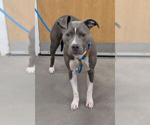 Mutt Dogs for adoption in Forestville, MD, USA