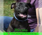 Small #4 Labrador Retriever Mix