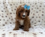 Bailey - Female Cavapoo (Miniature) Puppy for Sale - Photo #6