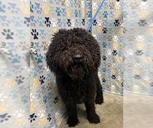 Labradoodle Dogs for adoption in Rosenberg, TX, USA