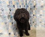 Small Labradoodle