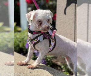 Maltese-Unknown Mix Dogs for adoption in Mundelein, IL, USA