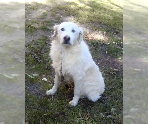Medium Photo #7 Great Pyrenees Puppy For Sale in Spring, TX, USA