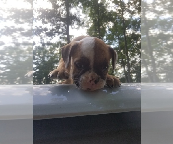 Medium Photo #5 English Bulldog Puppy For Sale in MCMINNVILLE, TN, USA