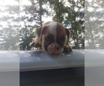 Small Photo #5 English Bulldog Puppy For Sale in MCMINNVILLE, TN, USA