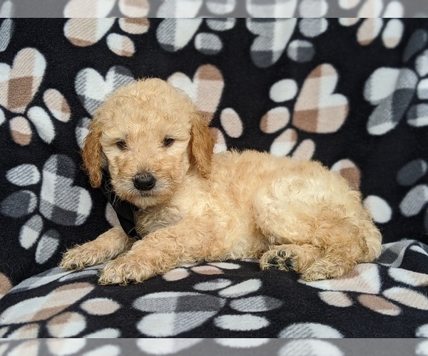 Medium Photo #4 Goldendoodle Puppy For Sale in NEW PROVIDENCE, PA, USA