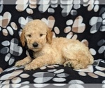 Small Photo #4 Goldendoodle Puppy For Sale in NEW PROVIDENCE, PA, USA